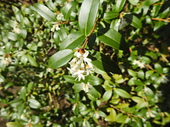 Osmanthus