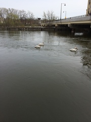 Pelecanus erythrorhynchos