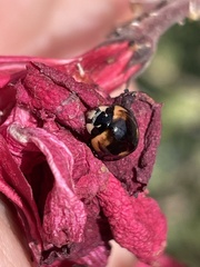 Cheilomenes sexmaculata