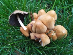 Coprinellus