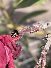Cheilomenes sexmaculata