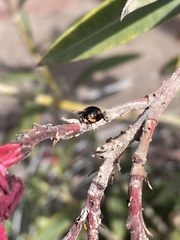 Cheilomenes sexmaculata