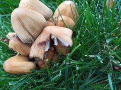 Coprinellus