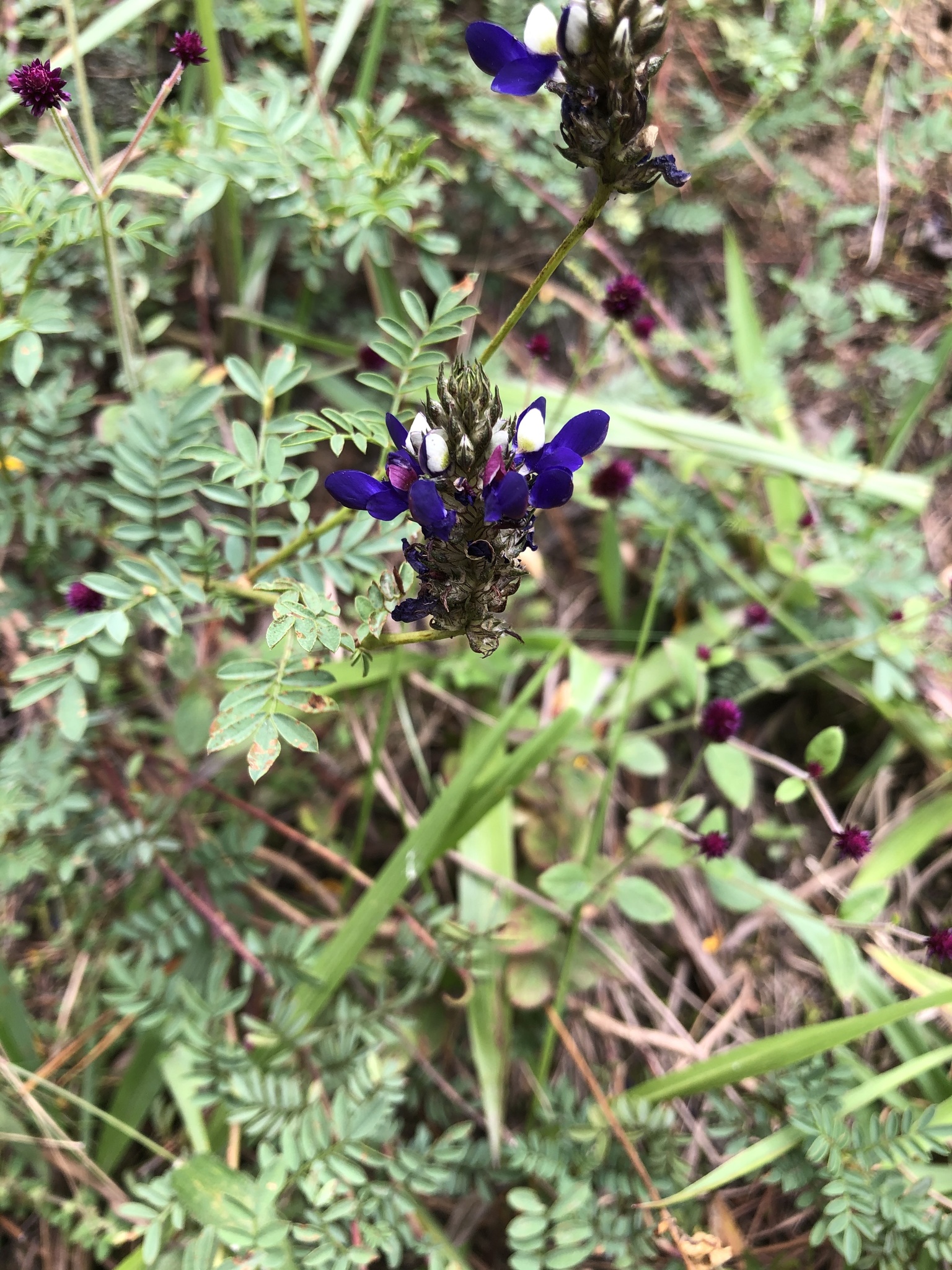 Dalea coerulea image