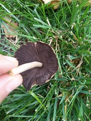 Coprinellus