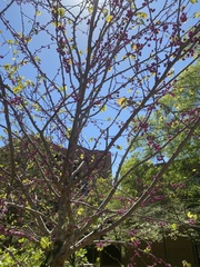 Cercis