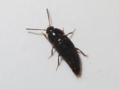 Tachinus corticinus