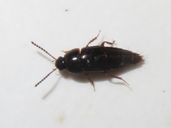 Tachinus corticinus