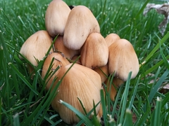 Coprinellus