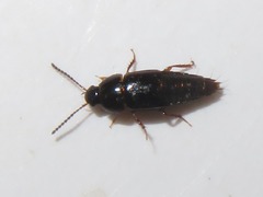 Tachinus corticinus