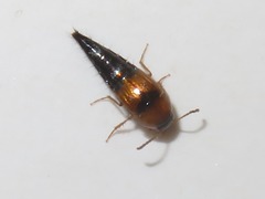Tachyporus solutus
