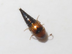 Tachyporus solutus