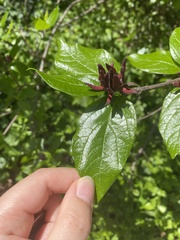 Calycanthus floridus