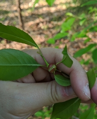 Contarinia cerasiserotinae