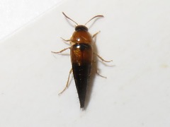 Tachyporus solutus