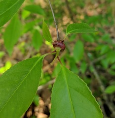 Contarinia cerasiserotinae
