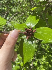 Calycanthus floridus