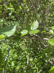 Calycanthus floridus