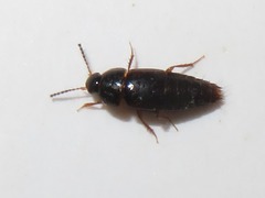 Tachinus corticinus