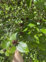 Calycanthus floridus