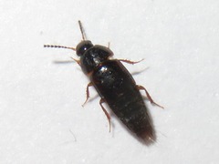 Tachinus corticinus