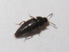 Tachinus corticinus