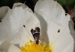 Adela paludicolella