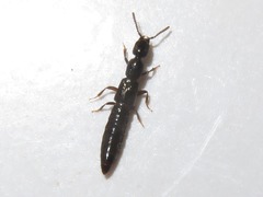 Gyrohypnus fracticornis