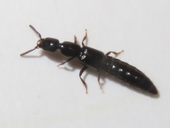 Gyrohypnus fracticornis