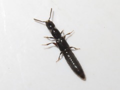 Gyrohypnus fracticornis