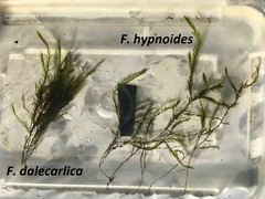 Fontinalis dalecarlica