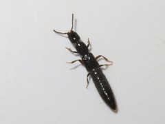 Gyrohypnus fracticornis