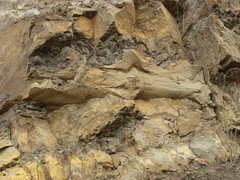 Lepidodendrales