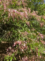 Rhododendron canescens