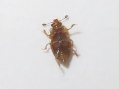 Epuraea imperialis