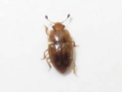 Epuraea imperialis