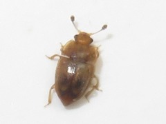 Epuraea imperialis