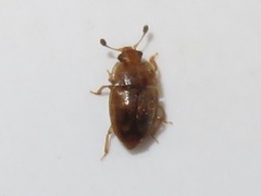 Epuraea imperialis