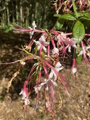 Rhododendron canescens