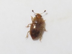 Epuraea imperialis