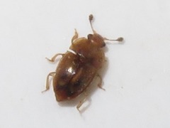 Epuraea imperialis