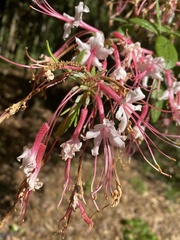 Rhododendron canescens