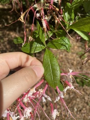 Rhododendron canescens
