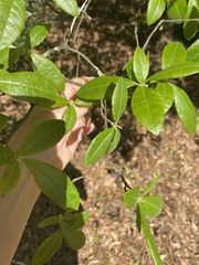 Rhododendron canescens