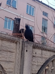 Corvus monedula