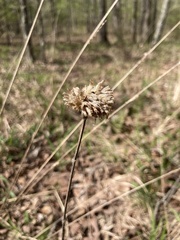 Monarda stipitatoglandulosa