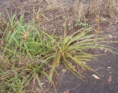 Ananas comosus microstachys