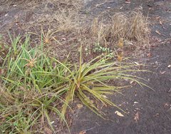 Ananas comosus microstachys