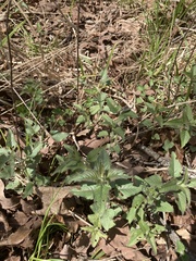 Monarda stipitatoglandulosa