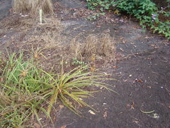 Ananas comosus microstachys